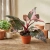 philodendron pink princess marble.webp