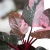 philodendron pink princess marble.webp