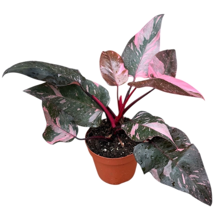 philodendron pink princess marble.webp