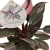 philodendron pink princess marble.webp