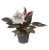 philodendron pink princess marble.webp