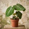 philodendron gloriosum.webp