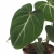 philodendron gloriosum.webp
