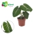 philodendron gloriosum.webp