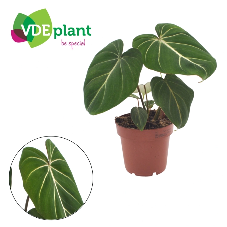 philodendron gloriosum.webp