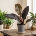 philodendron imperial red.webp