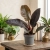 philodendron imperial red.webp