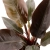 philodendron imperial red.webp