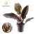 philodendron imperial red.webp