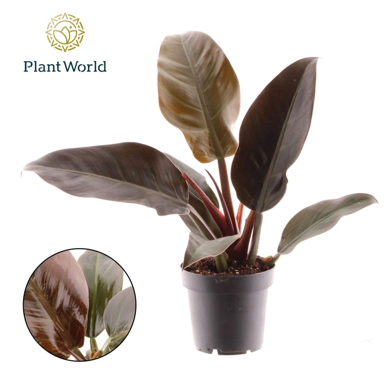 philodendron imperial red.webp
