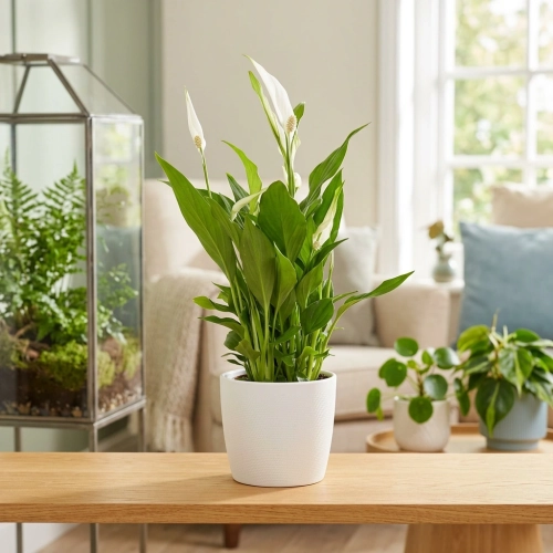 spathiphyllum pearl cupido.webp