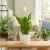 spathiphyllum pearl cupido.webp