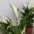 spathiphyllum pearl cupido.webp