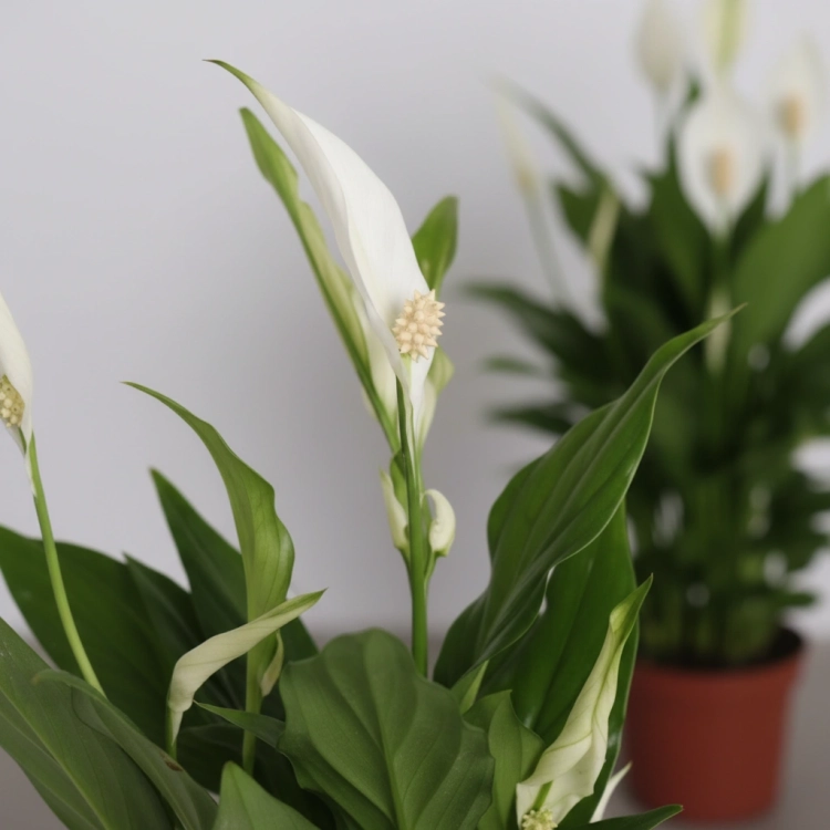 spathiphyllum pearl cupido.webp