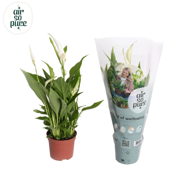 spathiphyllum pearl cupido.webp