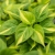 philodendron scandens brasil.webp
