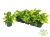 philodendron scandens brasil.webp