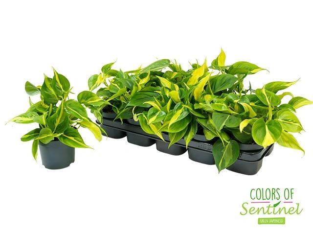 philodendron scandens brasil.webp