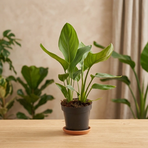 strelitzia reginae.webp
