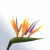 strelitzia reginae.webp