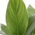 strelitzia reginae.webp
