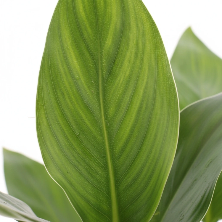 strelitzia reginae.webp