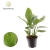 strelitzia reginae.webp