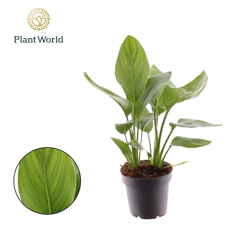 strelitzia reginae.webp
