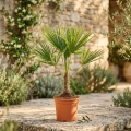 trachycarpus fortunei.webp