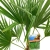 trachycarpus fortunei.webp