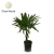 trachycarpus fortunei.webp