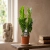 zamioculcas zamiifolia.webp