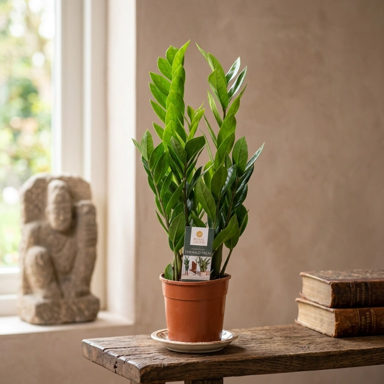 zamioculcas zamiifolia.webp