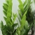 zamioculcas zamiifolia.webp