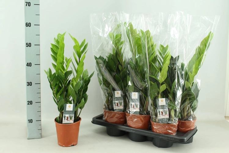 zamioculcas zamiifolia.webp