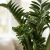 zamioculcas zenzi.webp