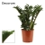 zamioculcas zenzi.webp