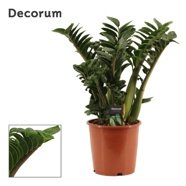 zamioculcas zenzi.webp