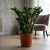 zamioculcas zenzi.webp