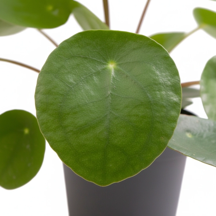 pilea peperomoides.webp