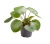 pilea peperomoides.webp