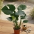 monstera deliciosa.webp