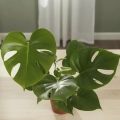 monstera deliciosa.webp