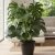 monstera deliciosa.webp