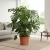 monstera deliciosa.webp