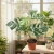 monstera variegata.webp