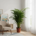 areka dypsis.webp