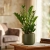 zamia zamioculcas zamiifolia.webp