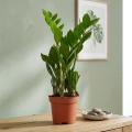 zamia zamioculcas zamiifolia.webp