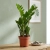 zamia zamioculcas zamiifolia.webp